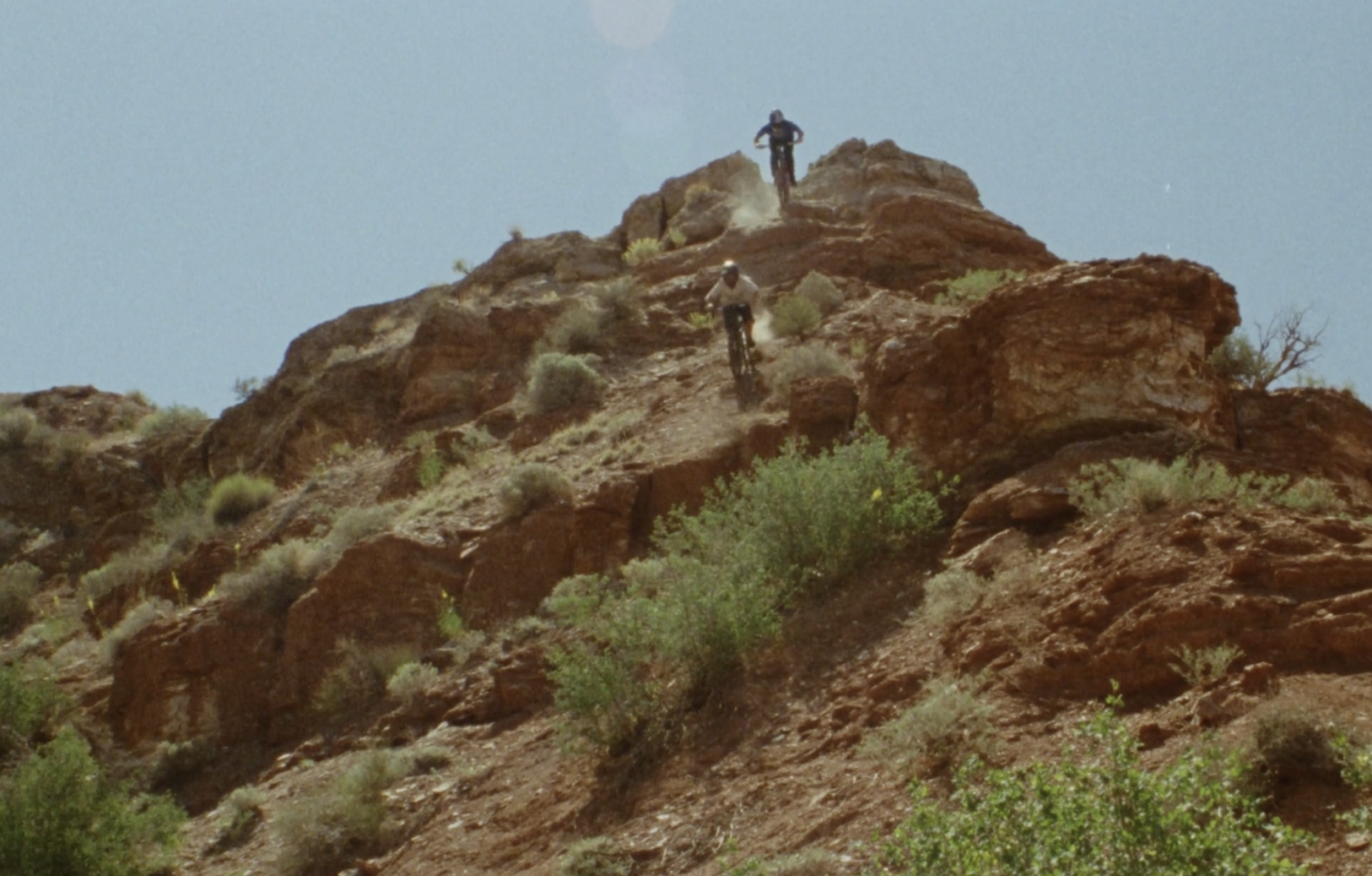Desert Bugs